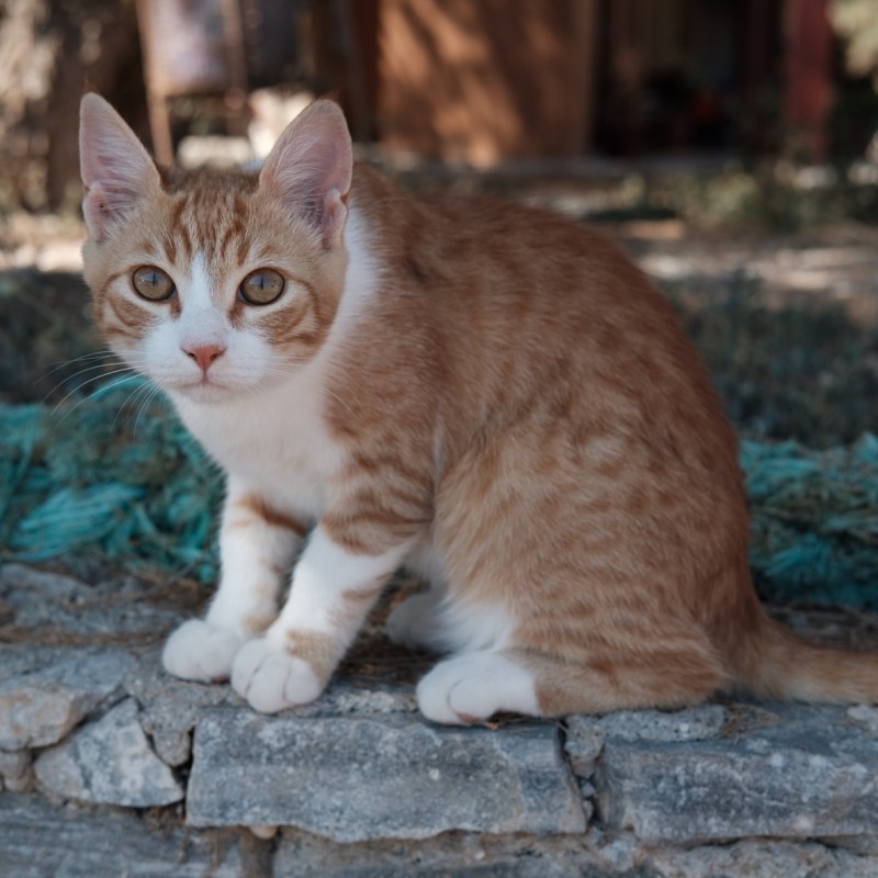 Day 14: Backlion to&nbsp;Heraklion